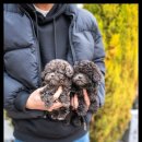 퍼피트렌드 이미지