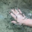 일중로 | [아쿠아가든 일산점 후기] 4살 아이와 다녀온 수족관 카페·먹이체험·맛있는 식사까지!