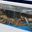 썬바다횟집 | 정동진 썬크루즈 근처 맛집 유튜브 10만 구독 달성 기념 바다마을횟집 가족 식사