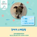 레오동물병원 | [김포 운양동 스케일링 전문 동물병원] 레오 (4살, 이탈리안 그레이하운드) 강아지 스케일링