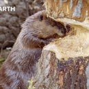 Busy Beavers Build Dam Ahead of Winter | Yellowstone | BBC Earth 이미지