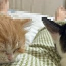 희민농장 네이버블로그