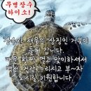 황금거북이"와 함께 전해드리는 축복편지 이미지