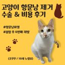 꾸꾸범어점 | [내돈내산] 고양이 항문낭파열 재발, 항문낭 제거 수술 비용 후기, 대구고양이전문병원 추천