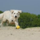 서서동물의료센터 이미지