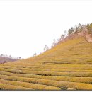 녹차농원 이미지