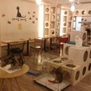 양이양이 이미지