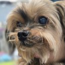 신촌동물병원 | 신촌동물병원, 과잉진료를 예방하는 현실적인 방법 2가지 (18년 경력 수의사 작성)