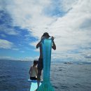 바다 FISH 이미지