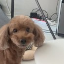 뽐나개 이미지