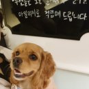 개린이집 이미지