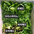 곡강농장 | 포항 유럽상추 곡강아재 스마트팜 흥해 방문 후기 버터헤드 로메인 오비레드 크리스피아노 샐러드