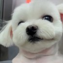 [🐶“재복아~ 우리 여름엔 백숙이야!” ] 축렁산계곡 푸른계곡가든 주막촌 아르페지오