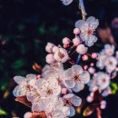 온천천시민공원 영산홍 네이버블로그