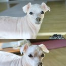 오지는장어