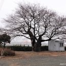 김해의 노거수07 응달리 가락국 유궁帷宮터의 느티나무 이미지