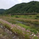 성주자연오토캠핑장 이미지