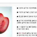 한국원예종묘 이미지