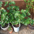 무궁화농장 이미지