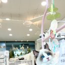 701아를고양이카페(cat in the art) 이미지