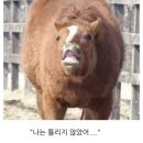 다이어트호떡 이미지