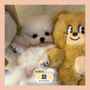 퍼피댕 강아지분양 안심분양소 청주점 말티푸미니비숑토이푸들 이미지