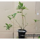 천선농장 이미지