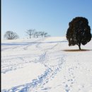 푸른나무 이미지