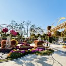 국화전시회 버스킹 문화공연 이미지