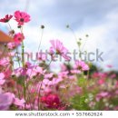 민국 행정사 이미지