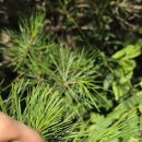 솔잎농장 이미지