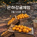 하귤 | 제주 은하감귤체험농장 하귤체험 후기｜시기 놓쳐도 가능한 감귤체험