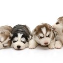 이삭애견훈련소 이미지