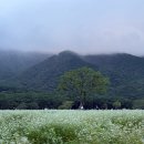 양산 여행지 추천, 양산 통도사 극락암 메밀꽃밭 후기