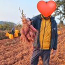 주호네 고구마
