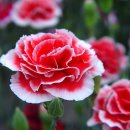 5월 26일의 꽃은 '카네이션 (Carnation)' 이미지