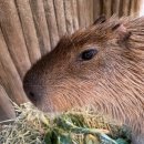 뿌빠노래타운 이미지