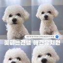 인천 강아지유치원 그루밍 데이 후기 꽃피는견생 애견유치원