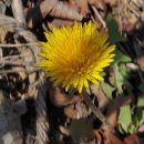 노란 민들레꽃 (국화과(菊花科 Asteraceae)에 속하는 다년생초.) 이미지