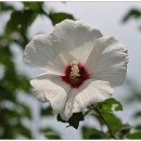 무궁화꽃이피었습니다 이미지