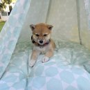 왕초켄넬 이미지