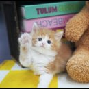 아담스펫 강아지분양 고양이분양 창원점 이미지