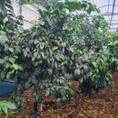 철이농장 이미지