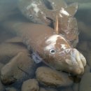 남한강 물고기 이미지