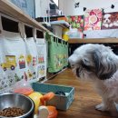 마이펫푸드 | [노령견 사료 추천] 마이펫 닥터 시니어 강아지 사료 후기 🐶💖