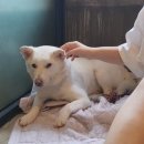 개ST하우스 이미지