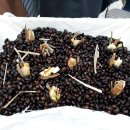 청국장 만들기 대공개/전통발효식품/경주농업기술센터/경주농업대학/기치유센터 이미지