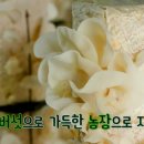 머쉬앤 이미지
