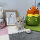 (주)블루지앤씨 | 상암동고양이분양 합리적 선택