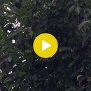 새벽 아침 풀벌레 소리 이미지